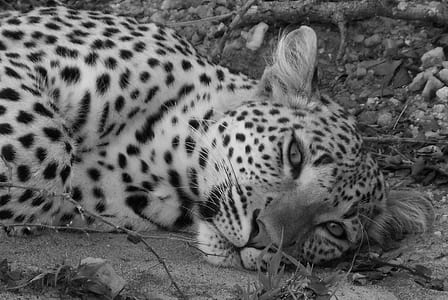 greyscale photo of resting cheetah thumbnail