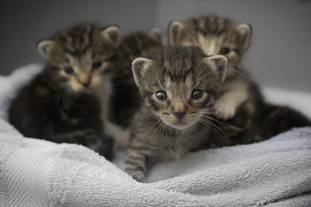 litter gray tabby kitten on gray fleece textile thumbnail