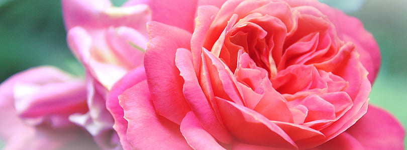 pink roses in bloom close up photo thumbnail