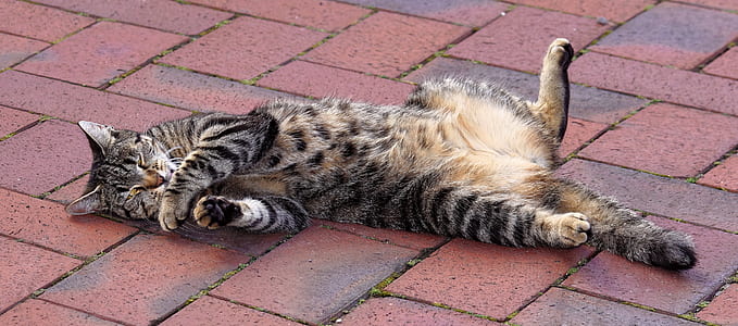gray tabby cat in brown pavement thumbnail