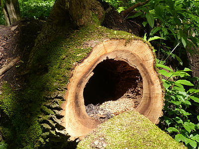 brown wooden tree trunk at daytime thumbnail