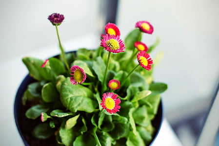 pink petaled flowers thumbnail