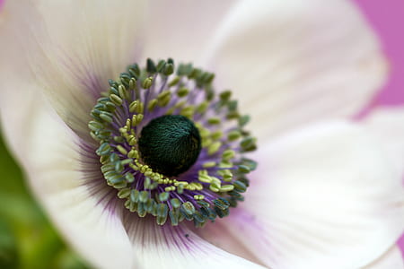 close photography of white flower thumbnail