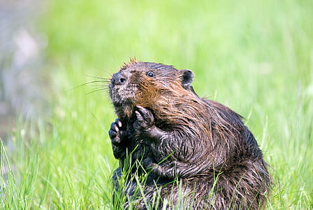 shallow focus photography of brown beaver thumbnail
