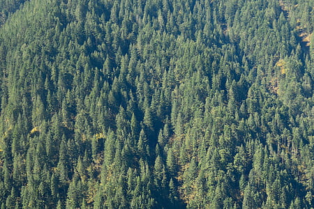 aerial photography of green forest thumbnail