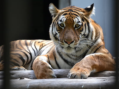closeup of brown, white, and black tiger thumbnail