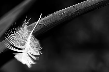 grayscale photography of feather thumbnail