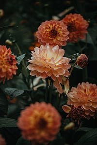 focus photography of orange dahlia flowers thumbnail