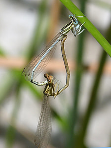 Dragonfly White, Damselfly thumbnail