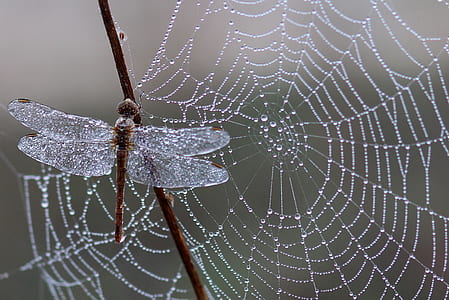 selective focus photography of grey dragonfly with dew drops near spider web thumbnail
