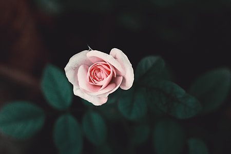 pink rose flower thumbnail