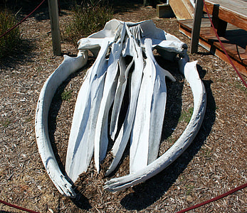 two white decorative horns at daytime thumbnail