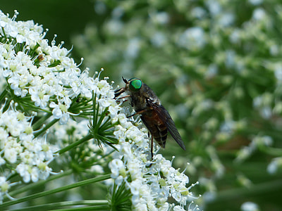 Rinderbremse, Green Eyes thumbnail