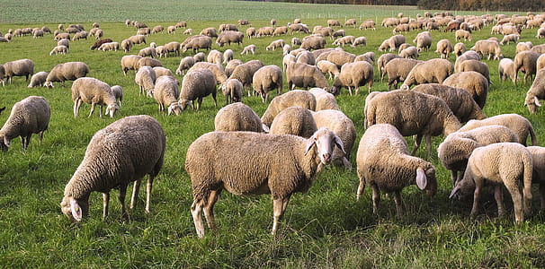 herd of sheep on grass field during daytime thumbnail