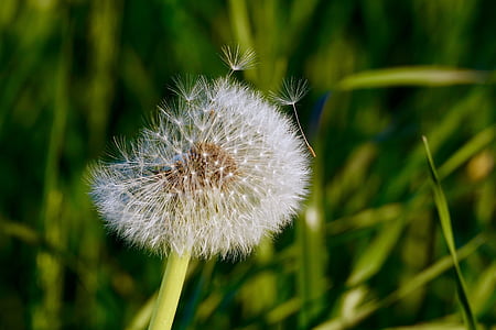 selective focus photography of dandelion thumbnail