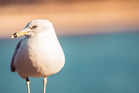 white bird thumbnail