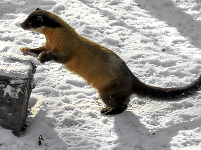 brown and black 4-legged animal during daytime thumbnail