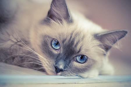 Siamese cat thumbnail