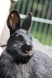 black rabbit thumbnail