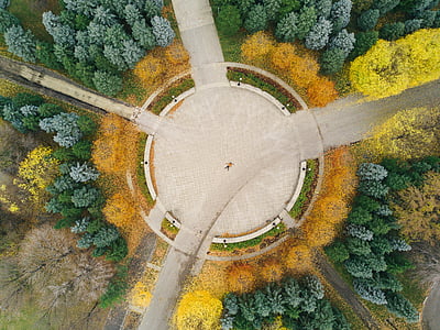 aerial view of trees thumbnail