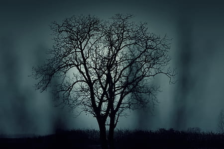 silhouette of bare tree during nighttime thumbnail