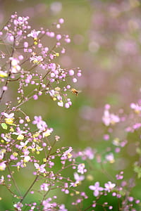 pink flowers thumbnail