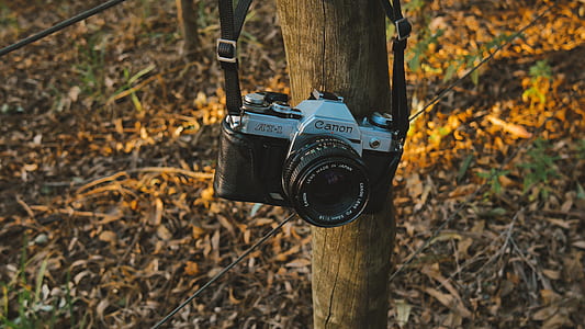 selective focus photograph of Canon bridge camera hanged on wood trunk thumbnail
