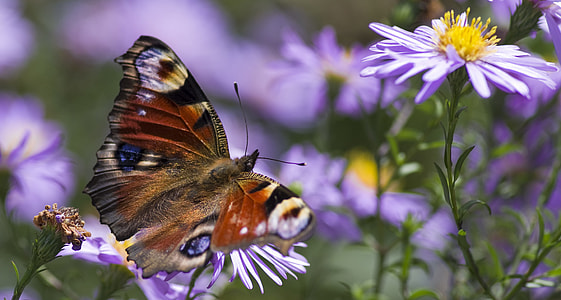 Peacock Butterfly, Butterfly thumbnail