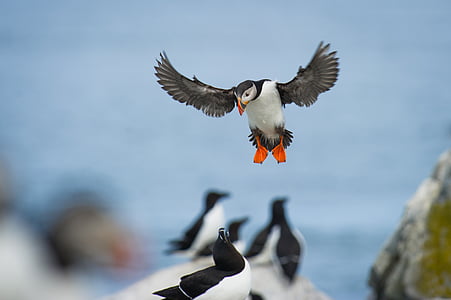 flying white and black duck thumbnail