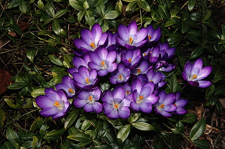 purple flowers with green leaves thumbnail