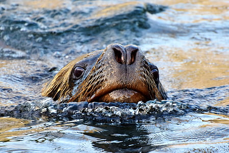 sea lion on body of water thumbnail