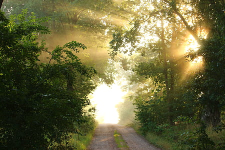 photo of a roadway inside a forest thumbnail