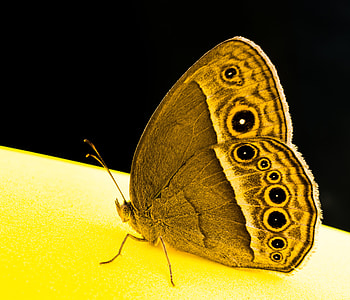 Butterfly, Insect thumbnail