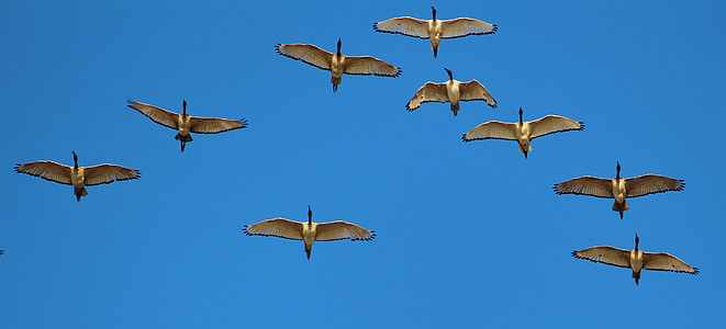 panoramic photography of flying birds in the sky thumbnail