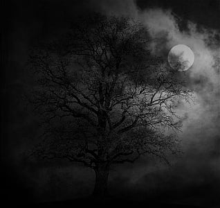 grayscale photo of leafless tree thumbnail
