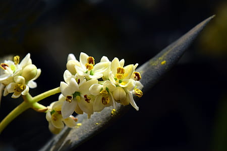 white cluster flower in close-up photography thumbnail