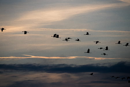 birds flying in sky thumbnail
