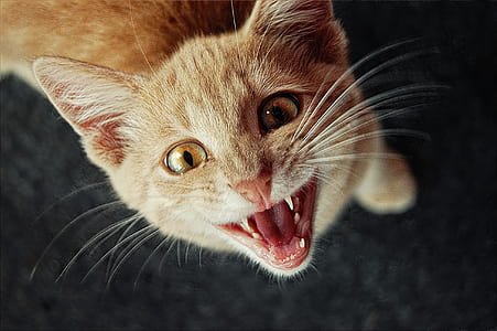 selective focus photography of orange tabby cat thumbnail
