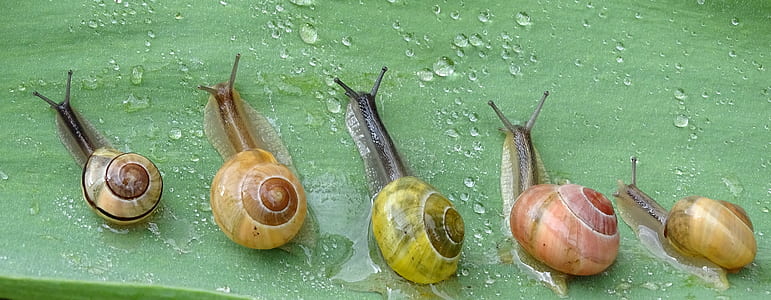 five snails on leaf thumbnail