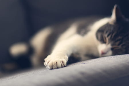 closeup photo of laying brown tabby cat thumbnail