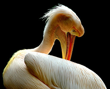 wildlife photography of white pelican thumbnail