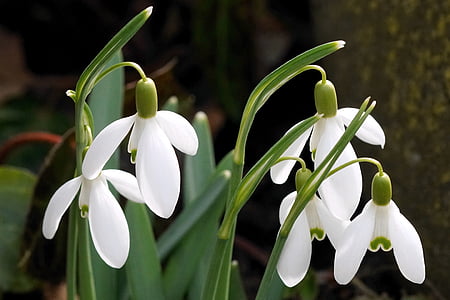 four white petaled flowers thumbnail