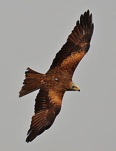 low angle photo of flying eagle thumbnail