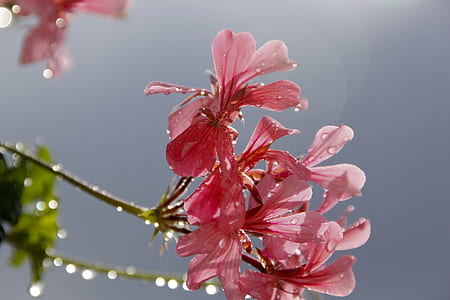 pink flowers thumbnail