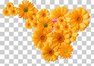 281 Chrysanthemum Decoration Png Cliparts For Free Download Uihere