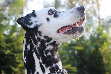 white and black dalmatian surrounded with trees thumbnail