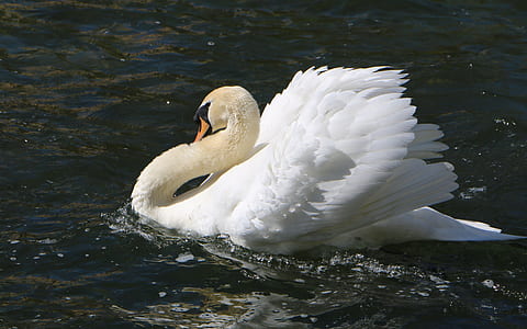 white swan floating on body of water thumbnail
