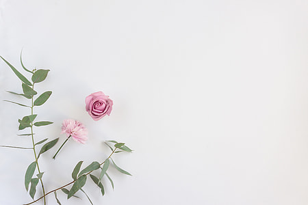 photo of pink petaled flower on white wall thumbnail