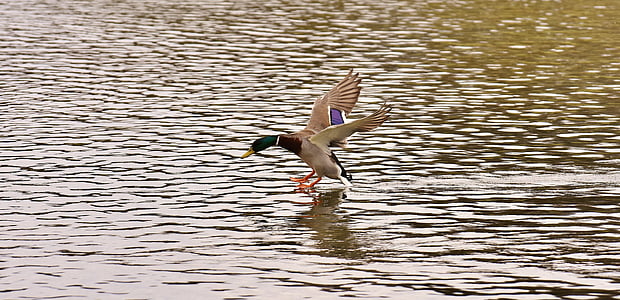 panning photograph of mallard duck flying above the water thumbnail