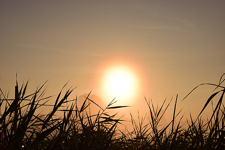 silhouette of grasses thumbnail